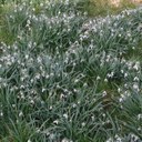 Snowdrops