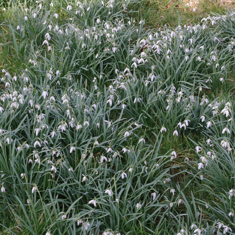 Snowdrops