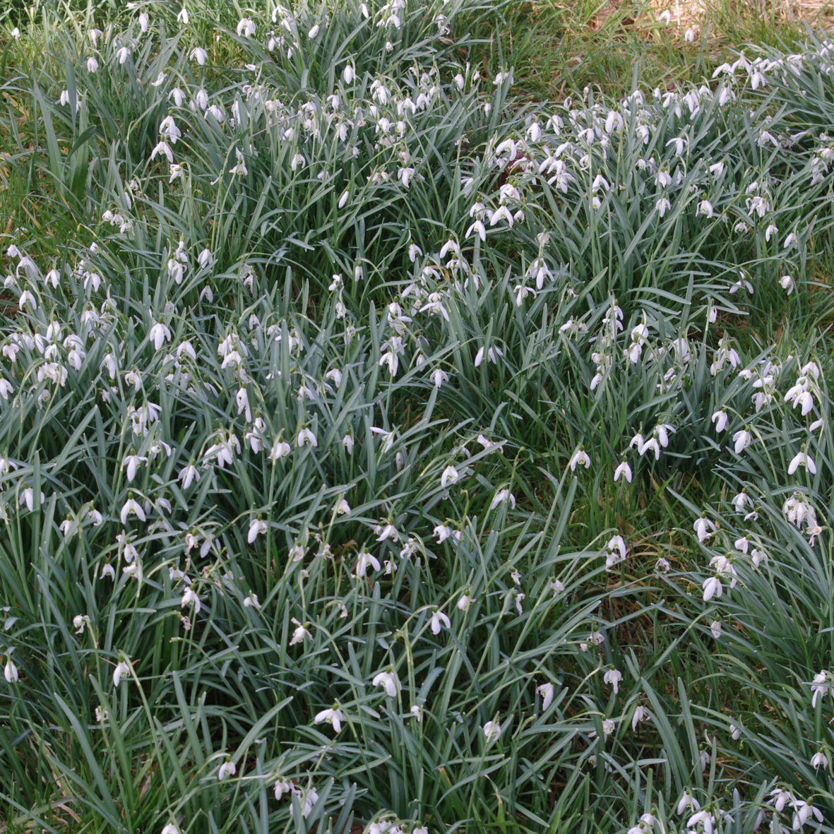 Snowdrops