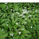 Wild garlic