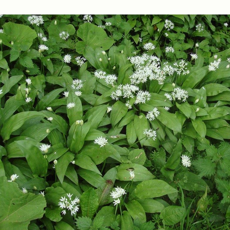 Wild garlic