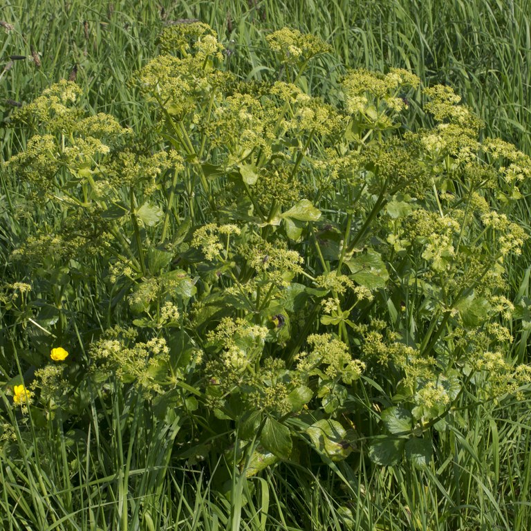 Alexanders