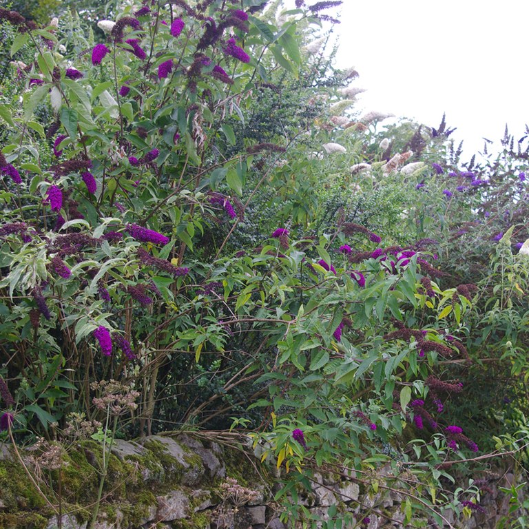 Buddleia