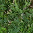 Vetch (Bush)