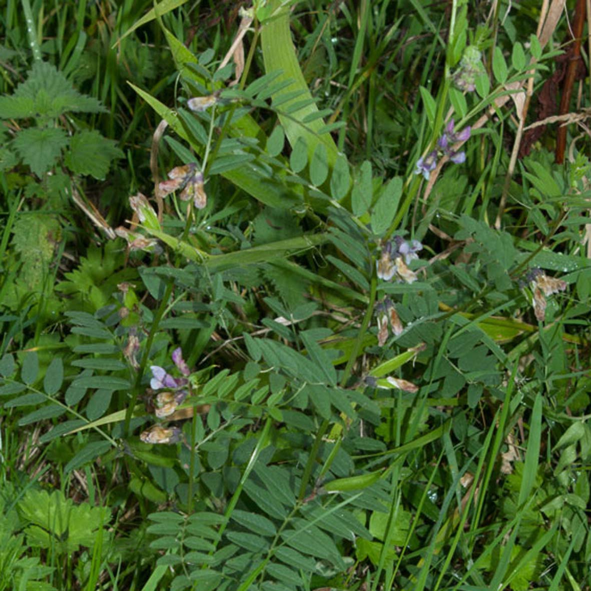 Vetch (Bush)