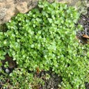 Chickweed