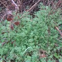 Goosegrass (early growth)