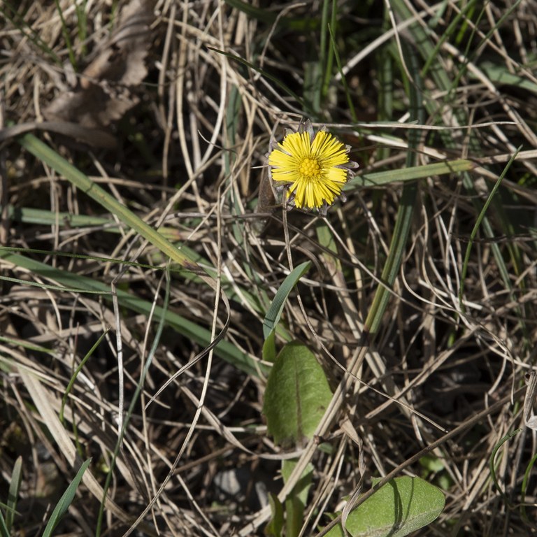 Coltsfoot flower