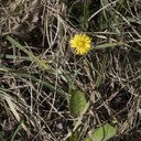 Coltsfoot flower