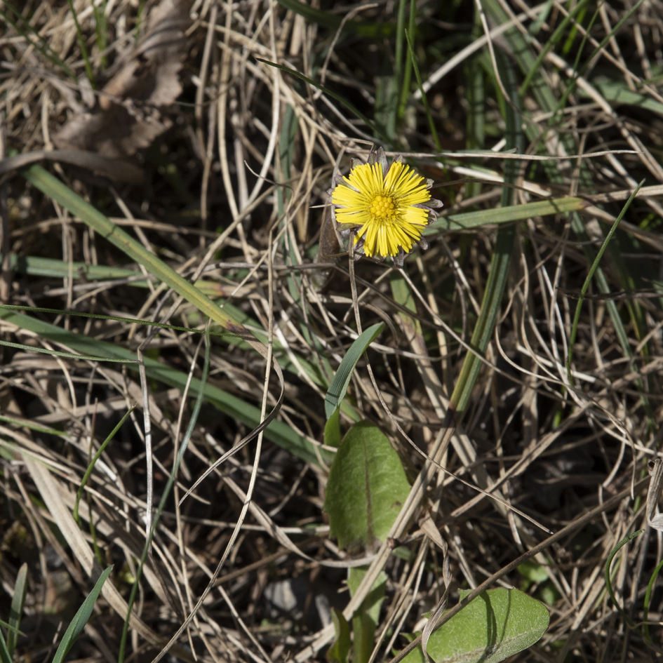 Coltsfoot flower