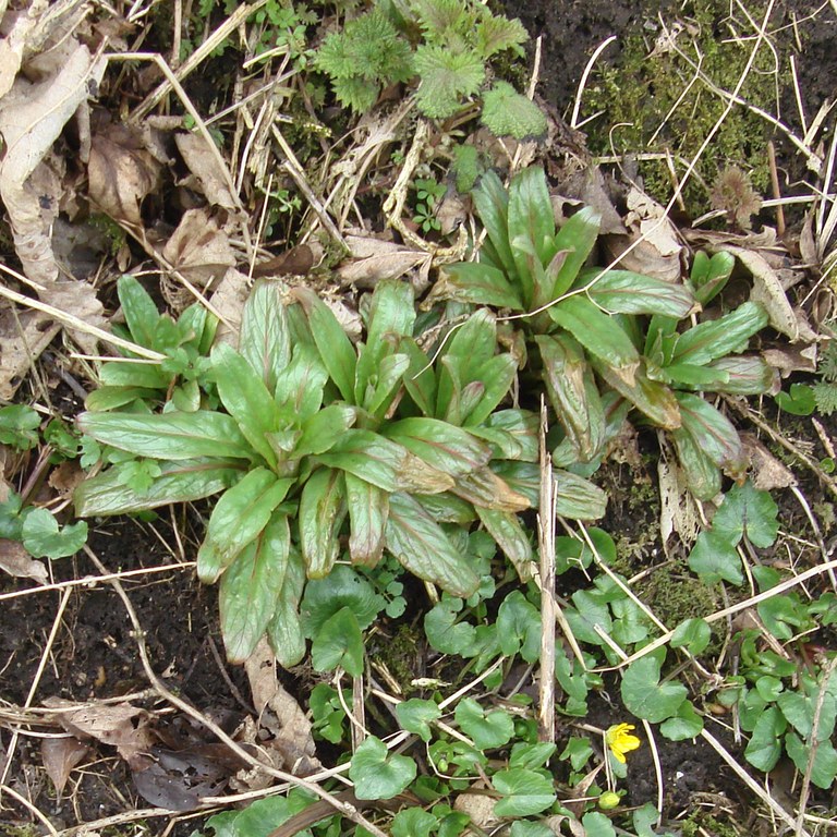 Willowherb rosettes