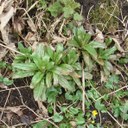 Willowherb rosettes