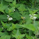 Deadnettle flowers