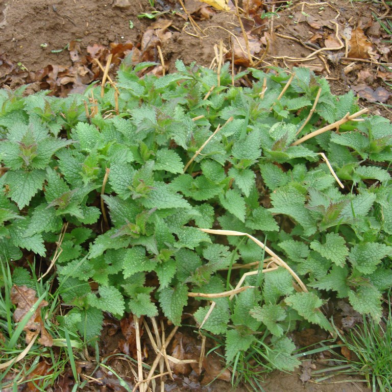 Deadnettle