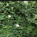 Dog rose