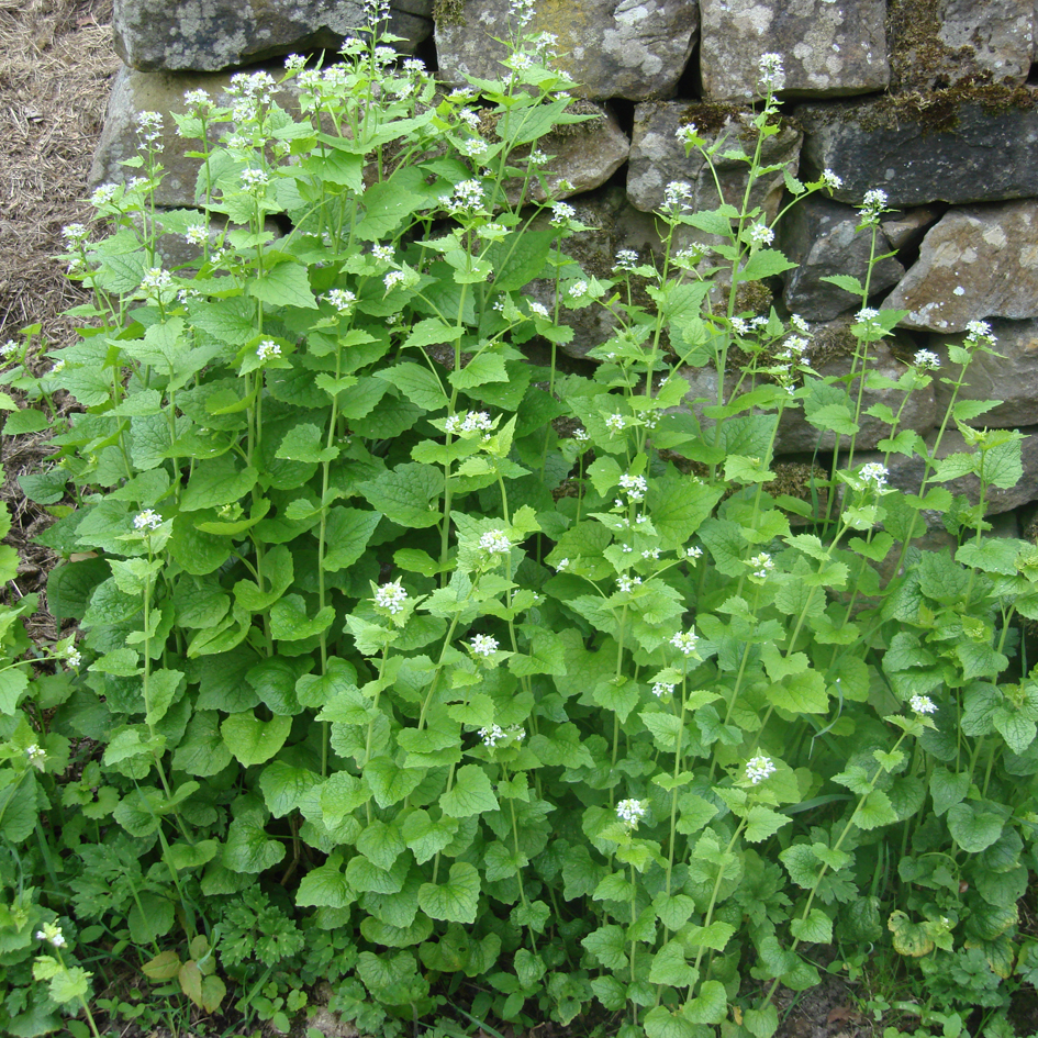 Garlic mustard in flower