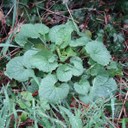 Garlic Mustard (young leaves)
