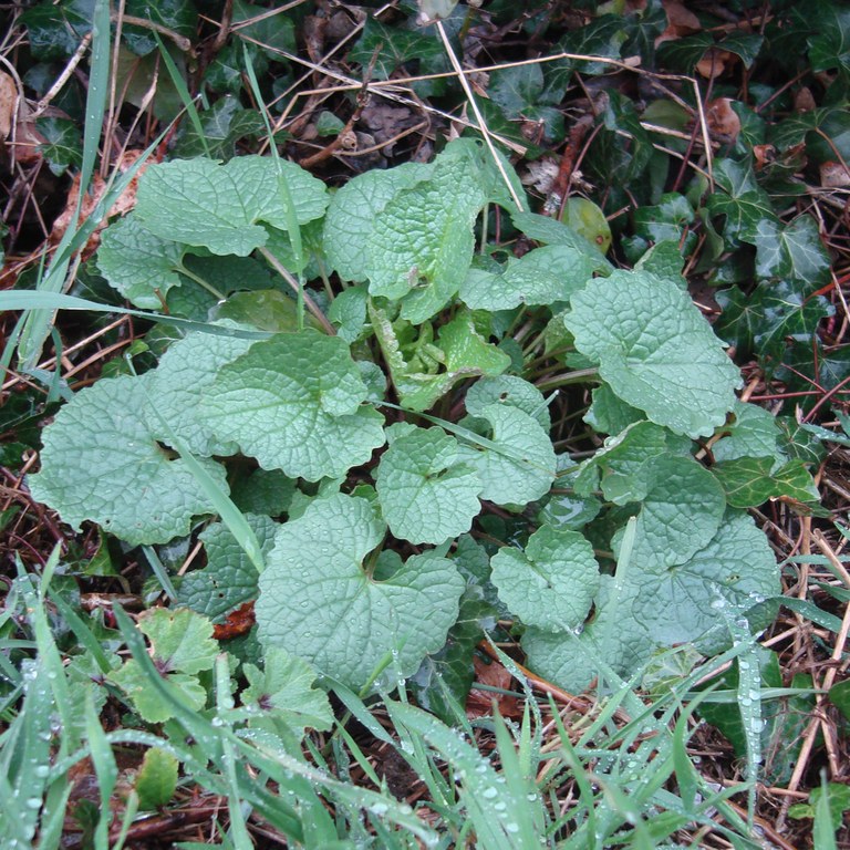 Garlic Mustard (young leaves)