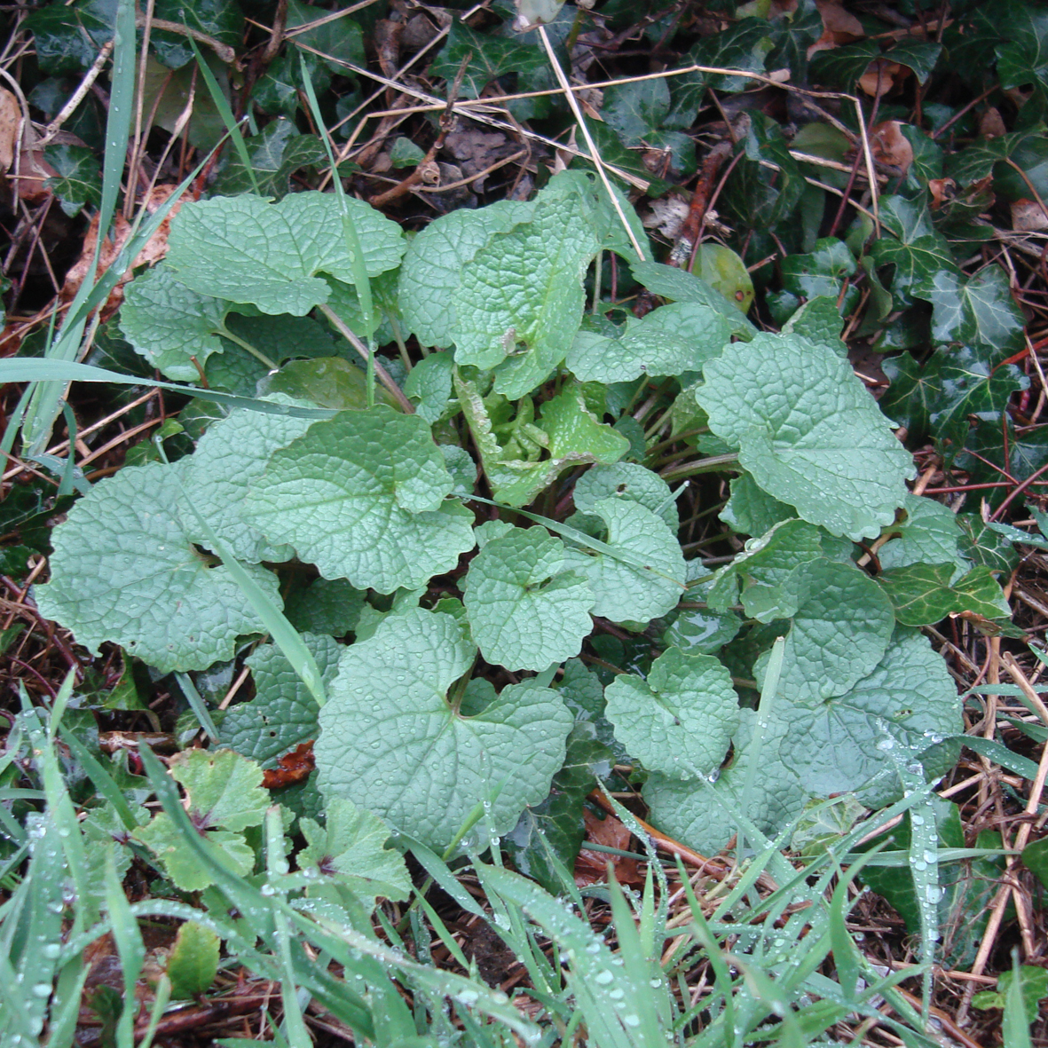 Garlic Mustard (young leaves)