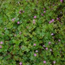 Herb Robert