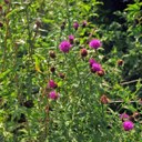 Knapweed