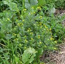 Pineapple weed