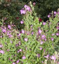 Willowherb