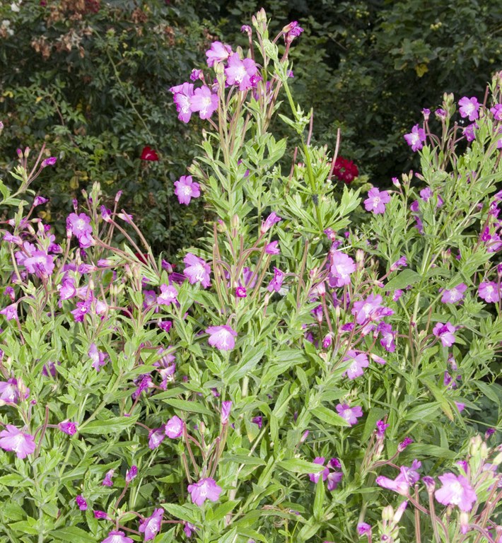 Willowherb