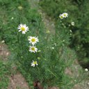 Scented Mayweed