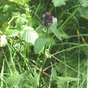 Selfheal