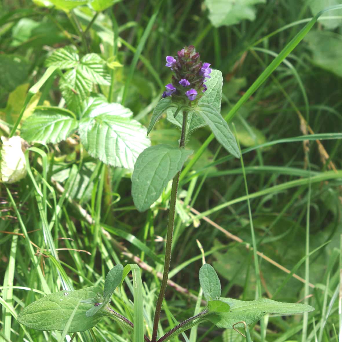 Selfheal