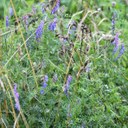 Vetch (Tufted)