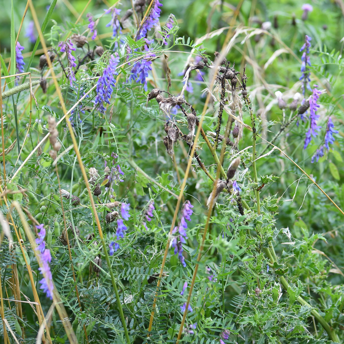 Vetch (Tufted)