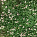 Clover (white)