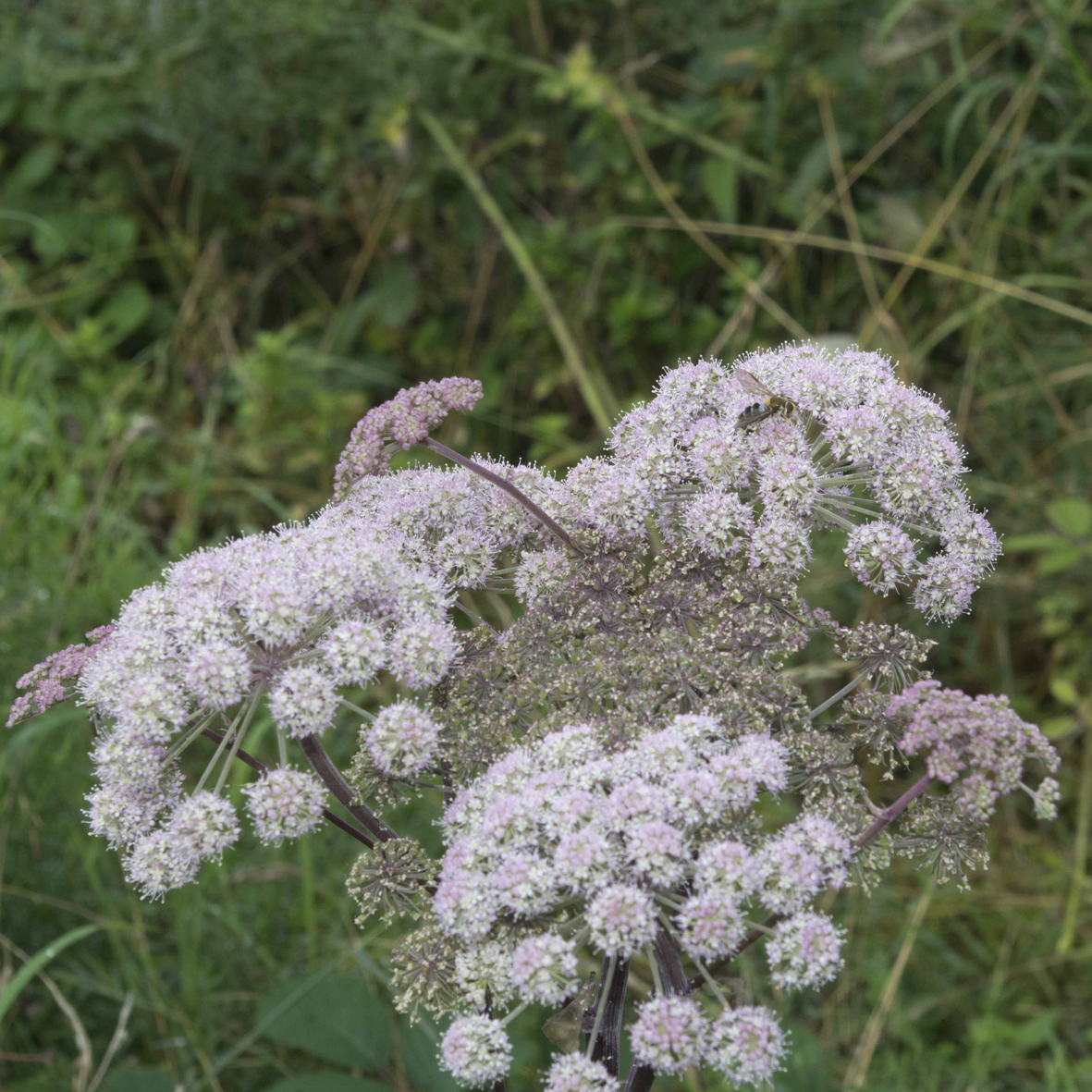 Angelica flowers
