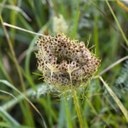 Wild carrot seedheads