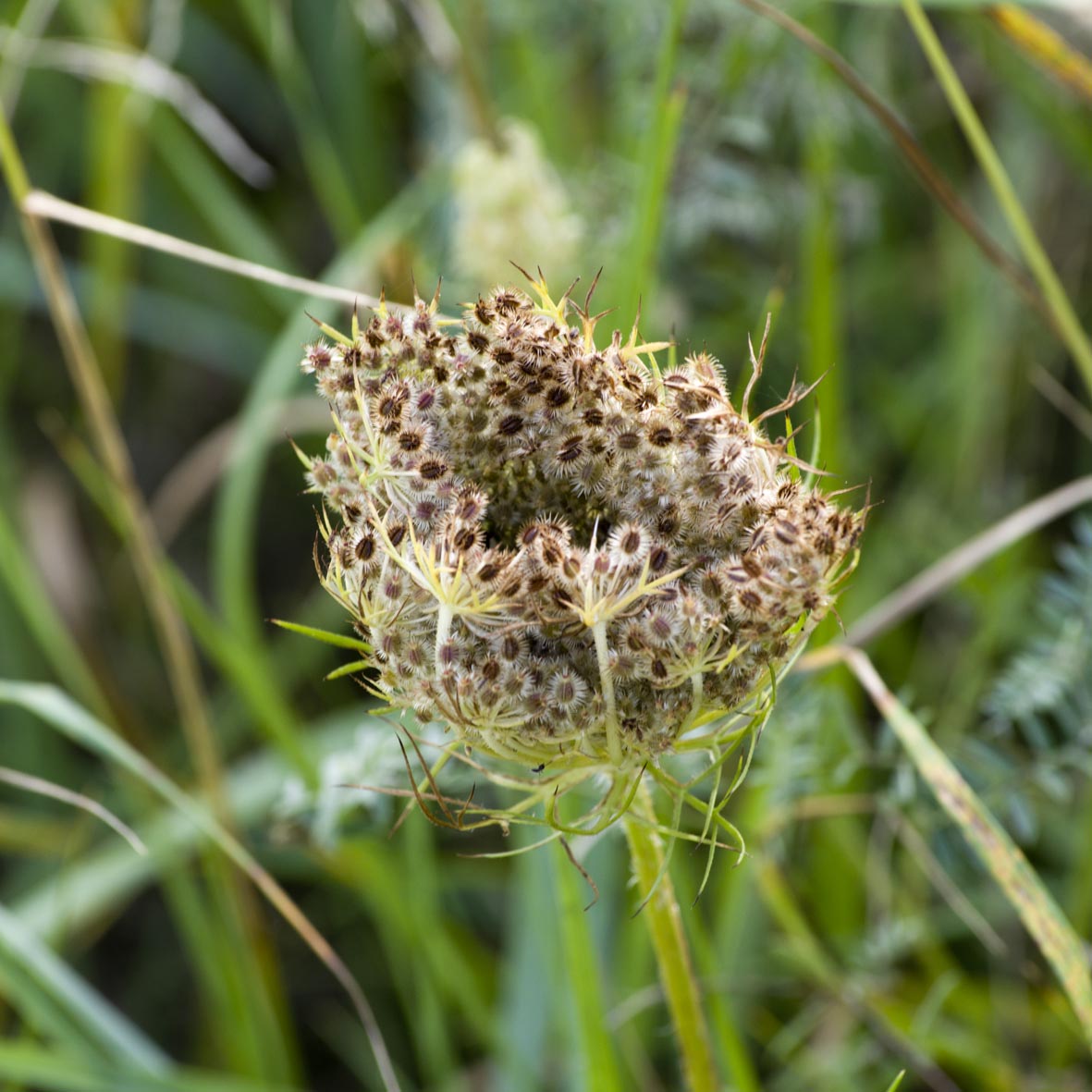 Wild carrot seedheads