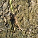 Wild Carrot roots