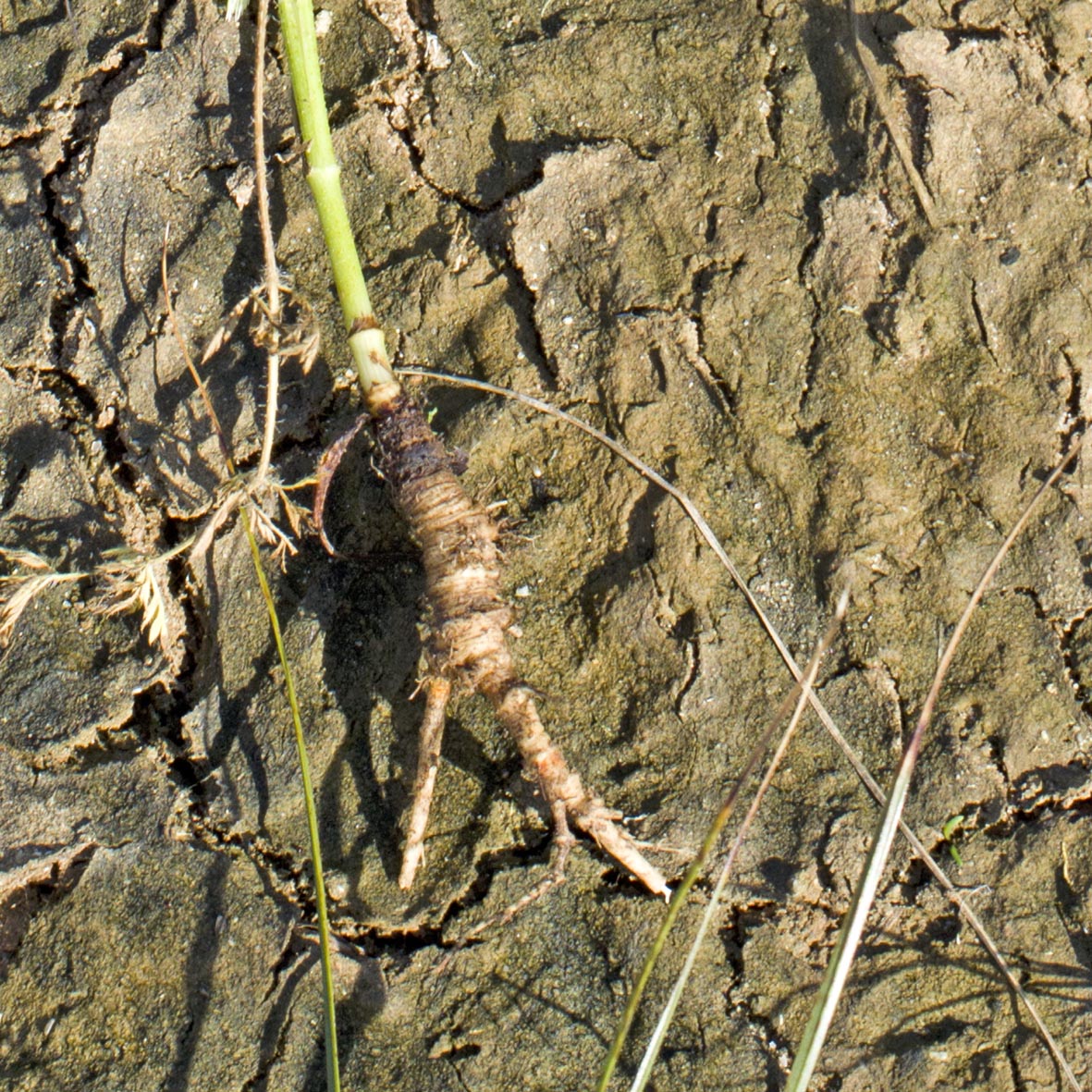 Wild Carrot roots