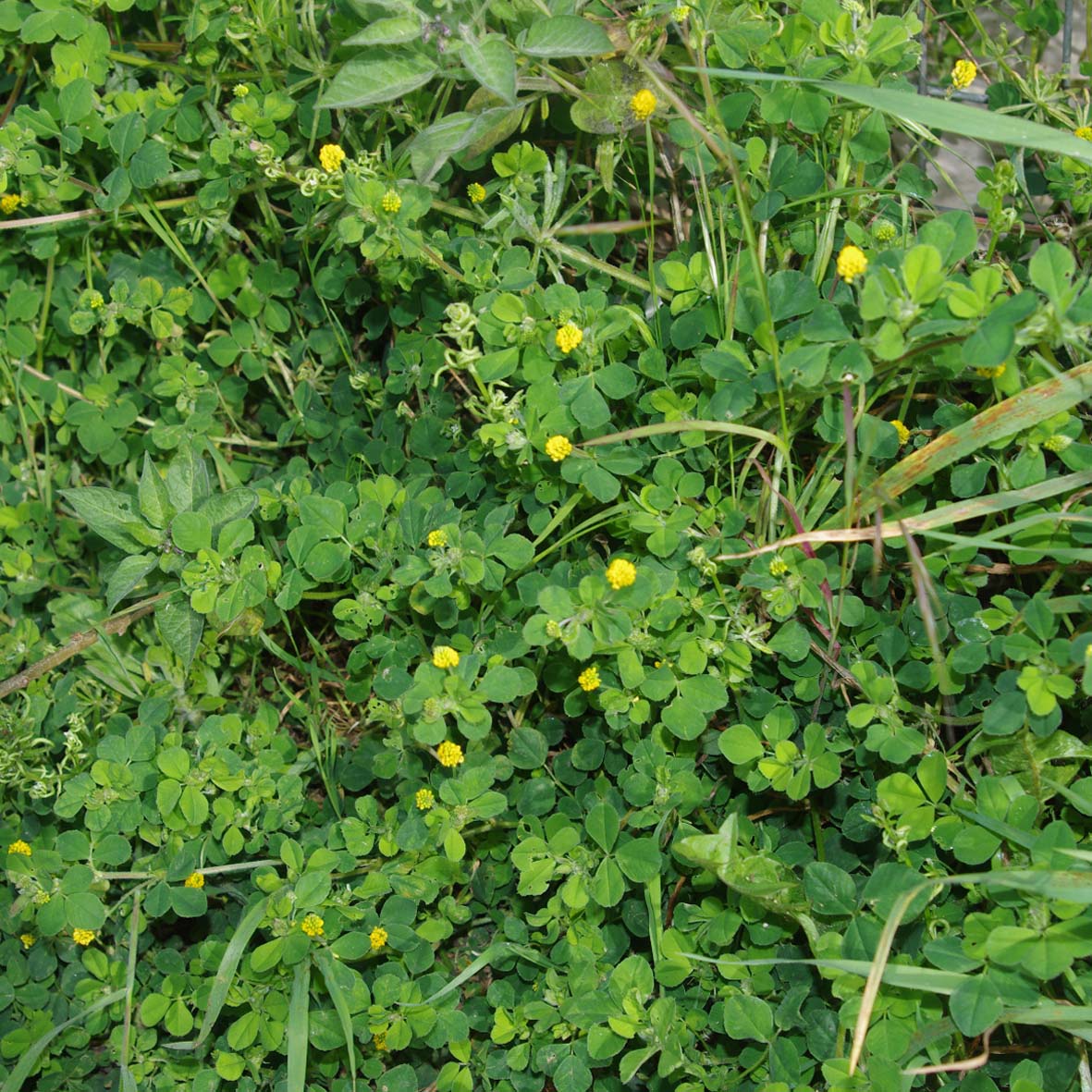 Yellow trefoil