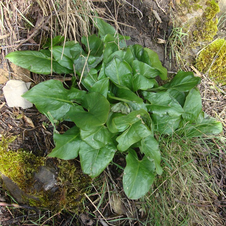 Cuckoo Pint leaves