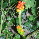 Cuckoo Pint