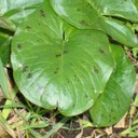 Cuckoo pint leaves with speckles