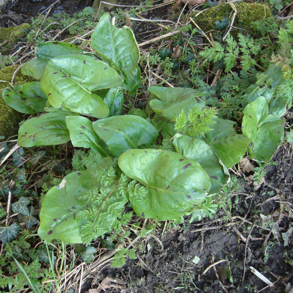 Cuckoo Pint leaves