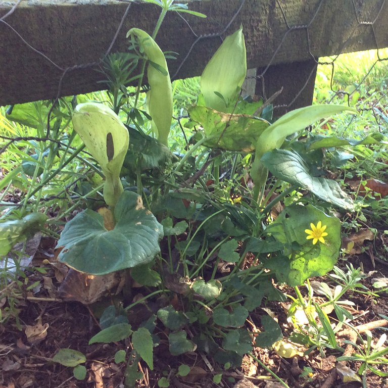 Cuckoo pint flowers