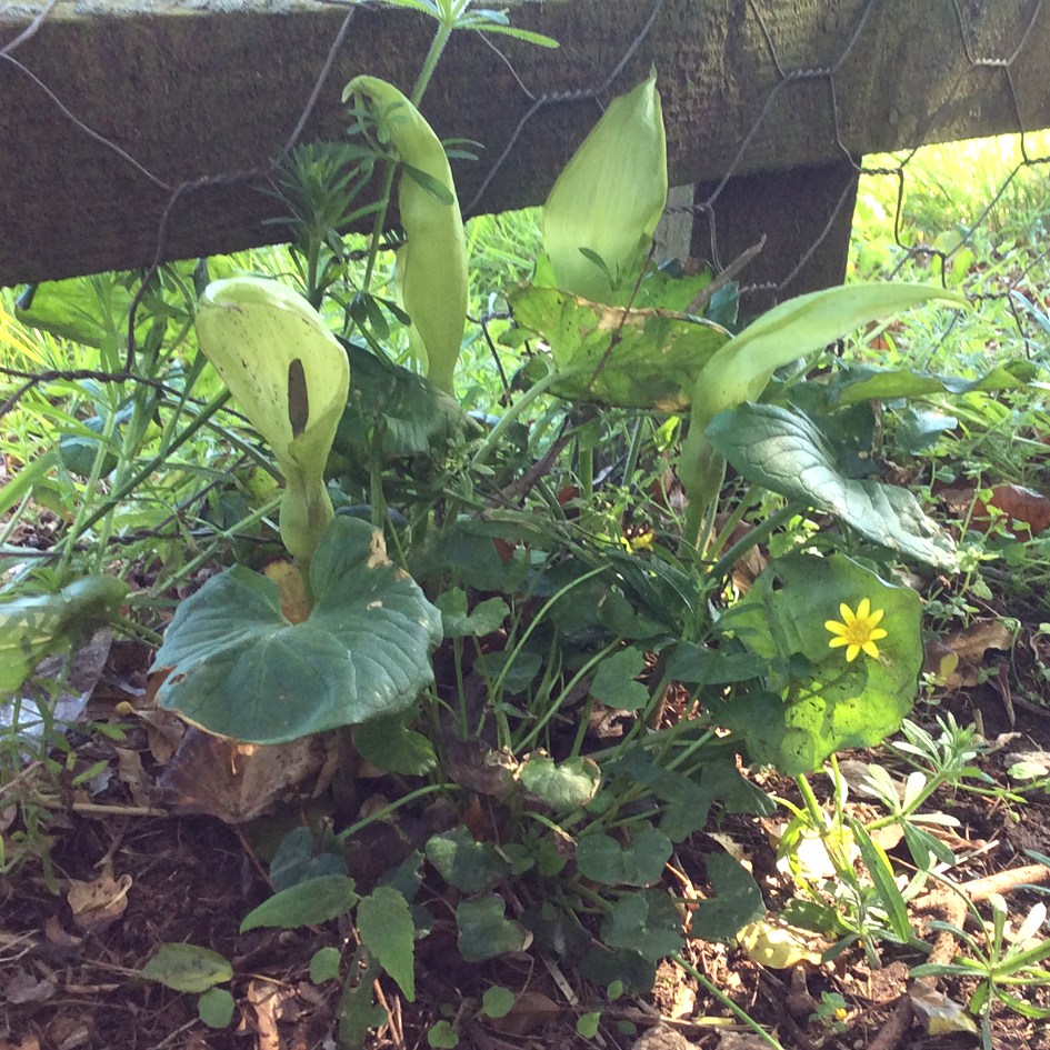 Cuckoo pint flowers