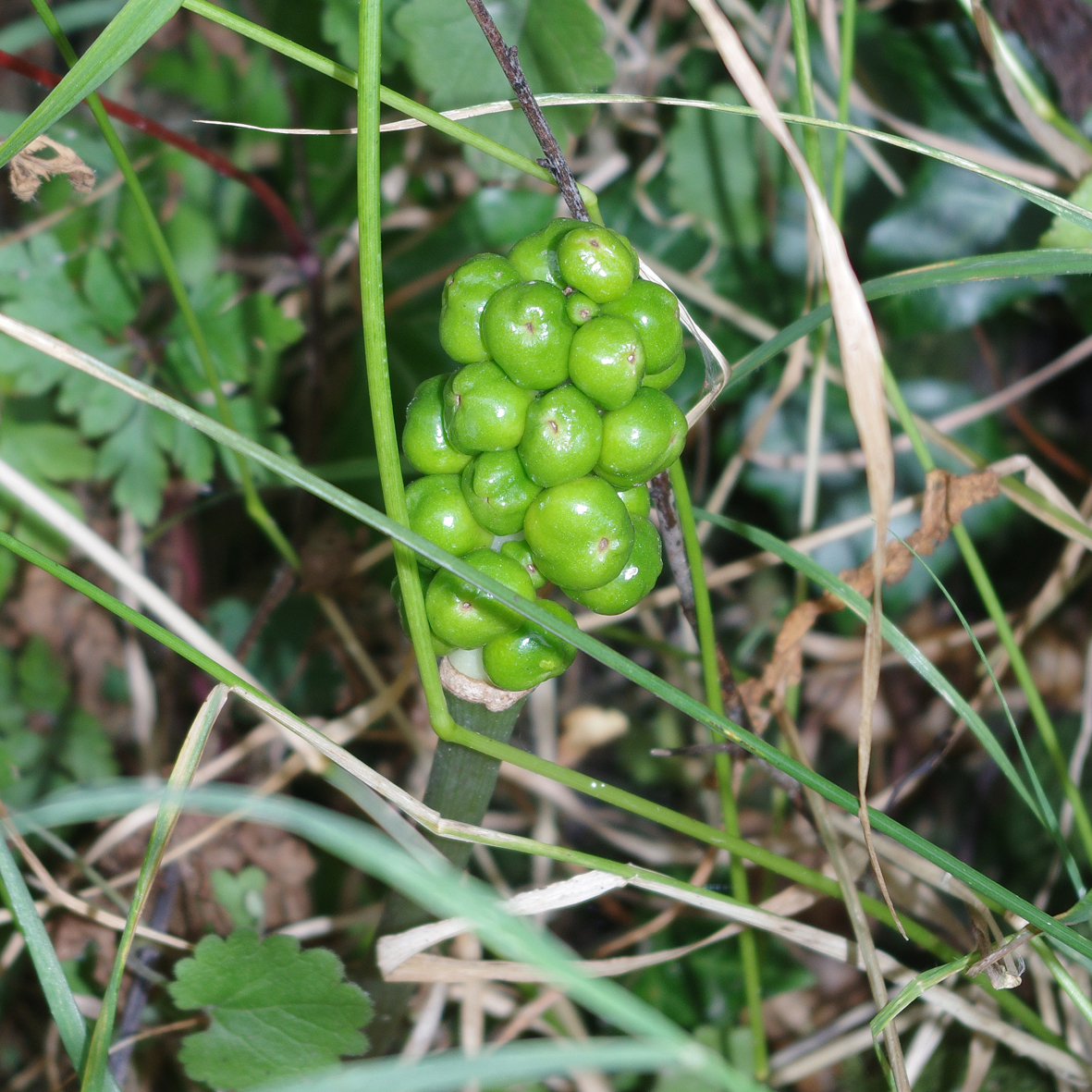 Cuckoo Pint (unripe berries)