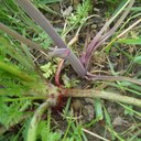 Comparison of leaf stems of young hemlock and cow parsley plants