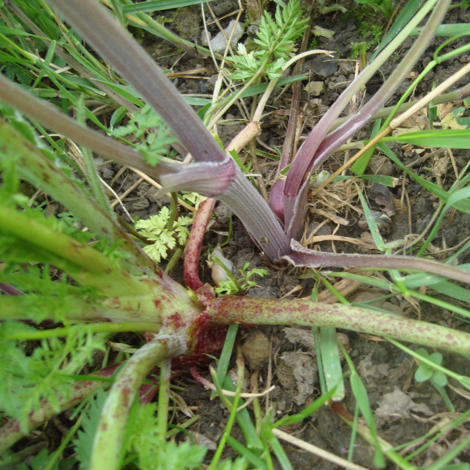 Comparison of leaf stems of young hemlock and cow parsley plants