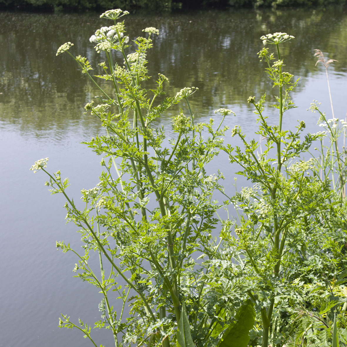 Umbellifer plant
